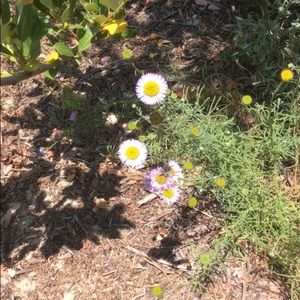 Meet your Posher, Brook